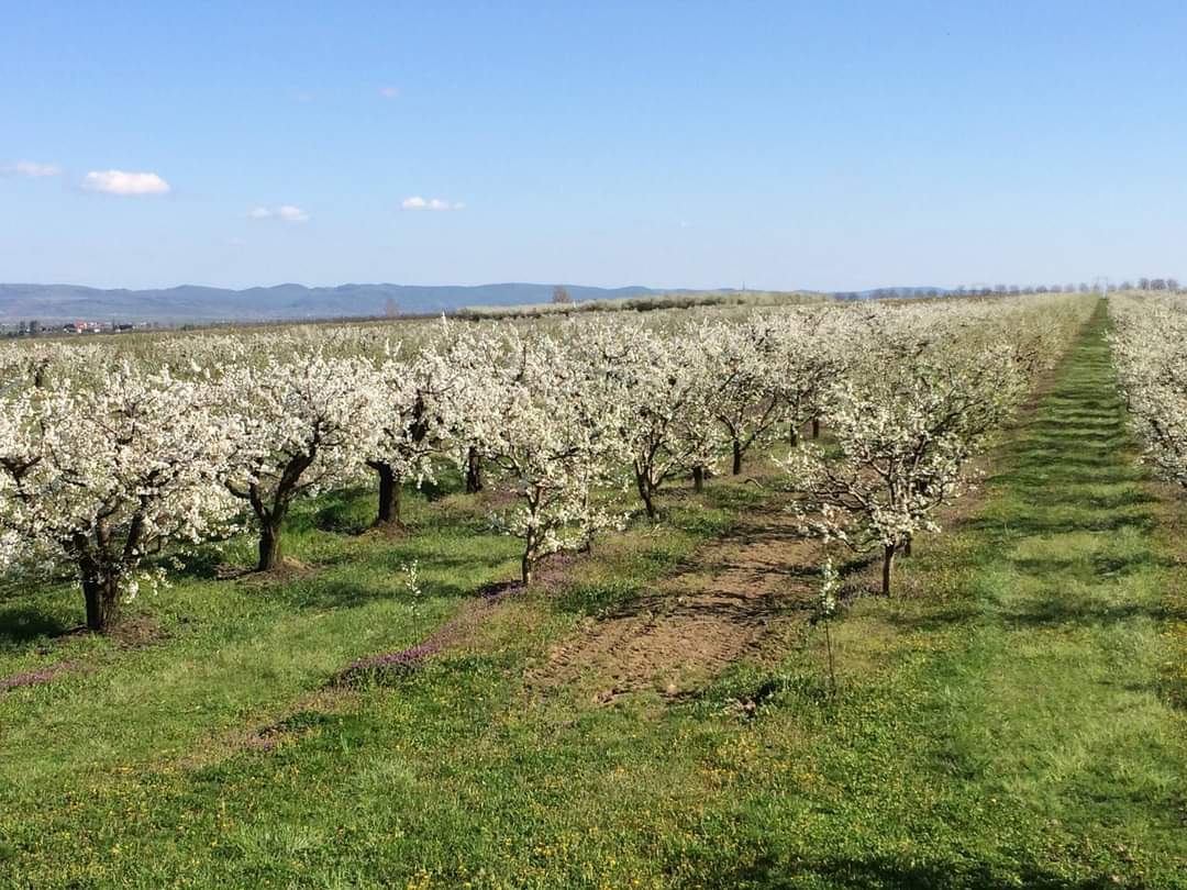 Producător, vând mere en-gros (30 t/soi): - Braeburn -